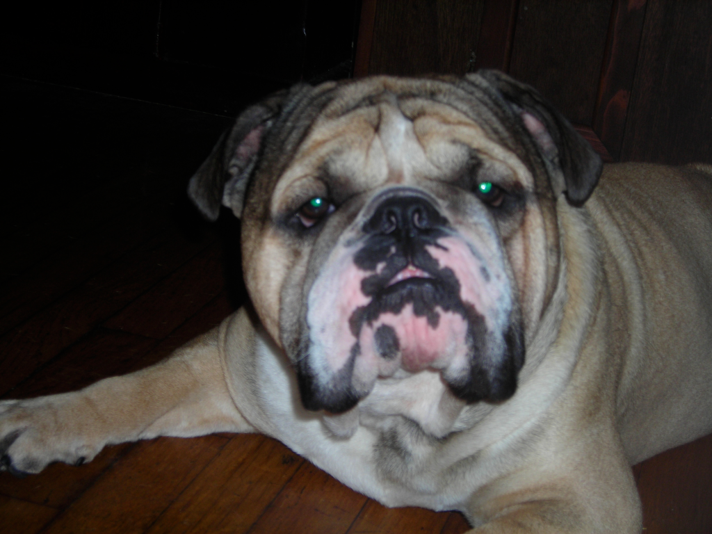 Picture of A British Bulldog for a Painting.