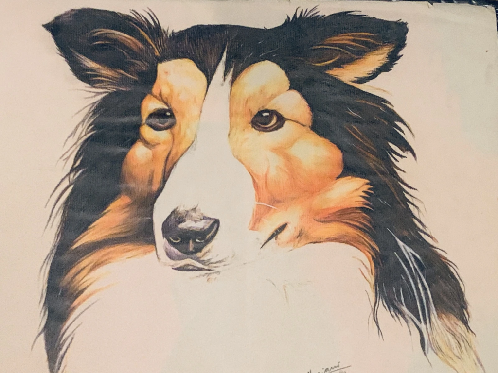 A close-up portrait of a tricolor collie with an expressive face and long black, tan and white fur.