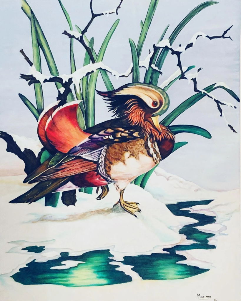 A colorful mandarin duck standing among reeds and patches of snow.
