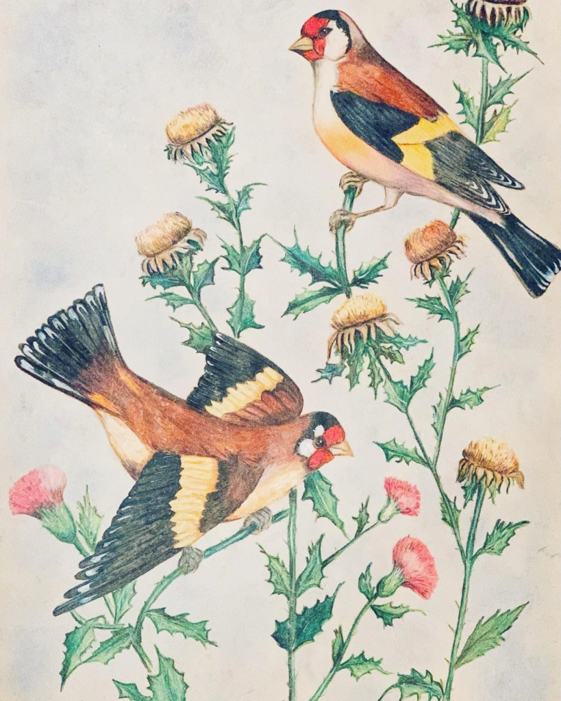Two red-faced birds perched among green thistle stems and pink flower heads.