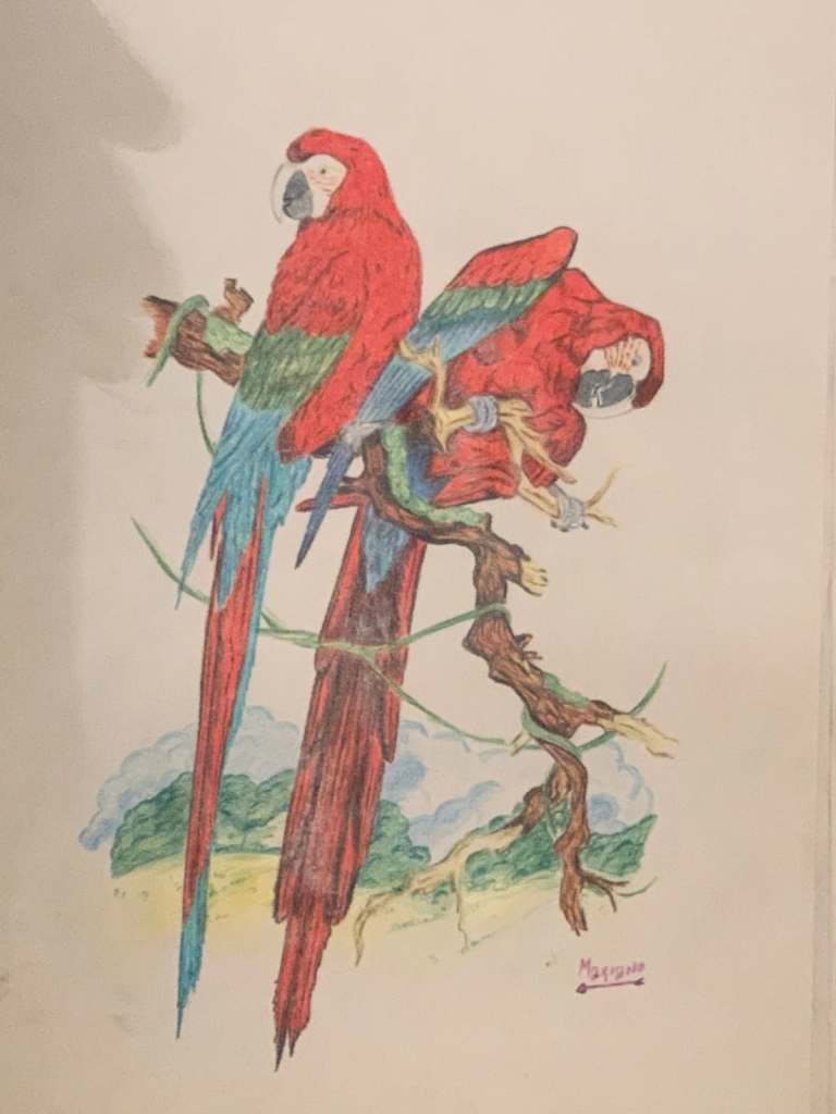 Two red parrots with long blue and green tail feathers perched on leafy branches.
