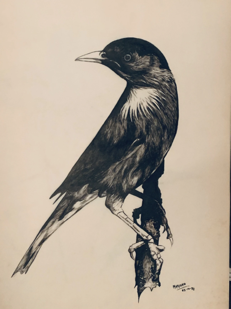 A detailed black-and-white drawing of a dark bird perched on a small branch.