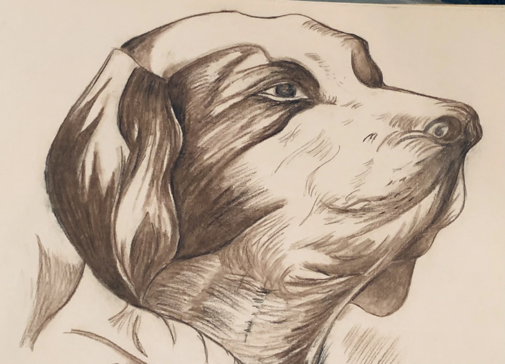 A pencil drawing of a dog looking upward, with careful shading around its eye and muzzle.