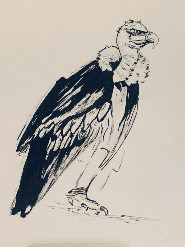 A black-and-white drawing of a large hooked-beak bird with folded wings and long dark feathers.