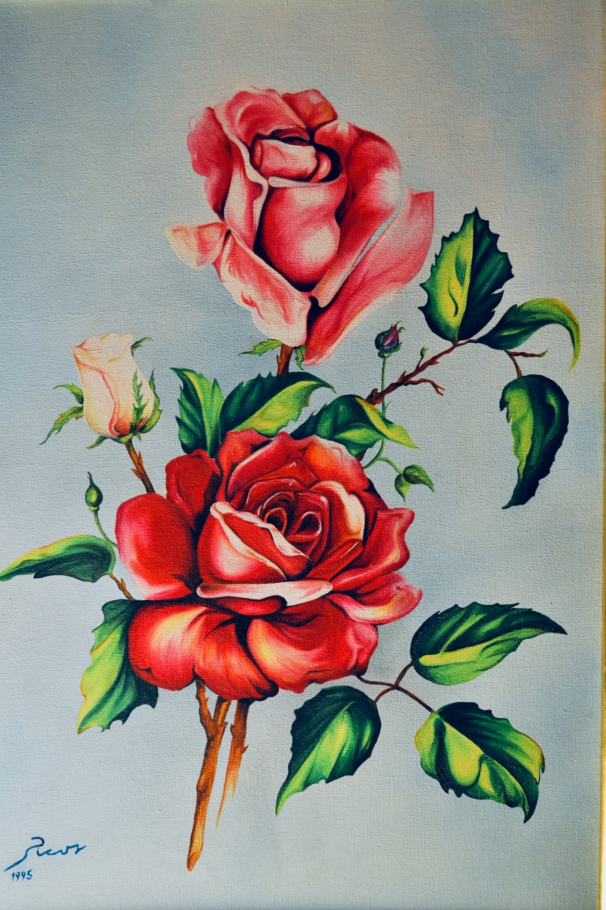 Roses by Picos Pelegri